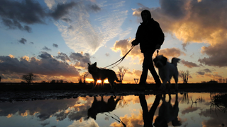 For the Love of Dogs, Make Daylight Saving Time Permanent Everywhere